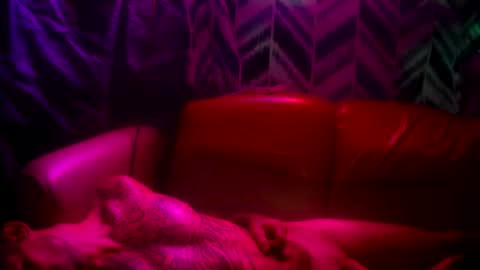 Prettyslangin69 FYPM online show from 11-24-25, 05:12