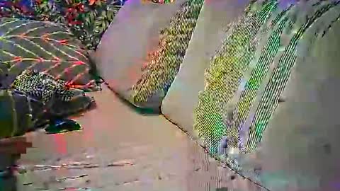 Snapshot of psytube chatting on 10-22-25, 09:14 psytube online show from 10-22-25, 09:14