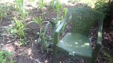 Snapshot of purebae chatting on 11-12-25, 08:59 purebae online show from 11-12-25, 08:59