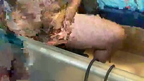 Snapshot of pussy_muncher_691 chatting on 10-08-25, 06:05 pussy_muncher_691 online show from 10-08-25, 06:05