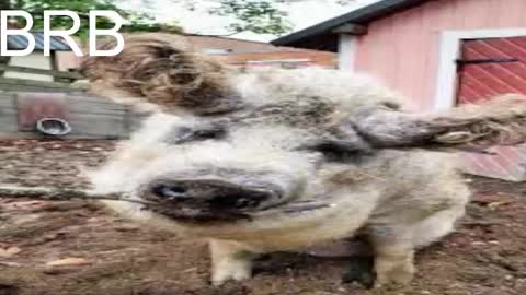 Snapshot of red_queeen chatting on 03-12-25, 05:35 QUEEN OF EVIL online show from 03-12-25, 05:35