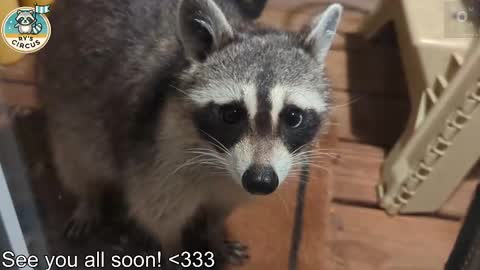 Ryan aka KeylimeRy online show from 03-11-26, 05:52