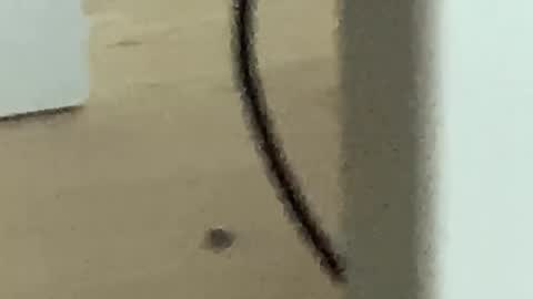 Roman online show from 11-27-25, 04:25