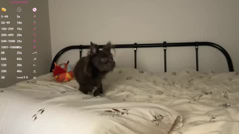 Snapshot of rottenlullaby chatting on 10-23-25, 06:06 - my telegram channel online show from 10-23-25, 06:06