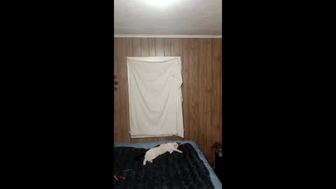 PupTwink online show from 02-03-26, 07:46