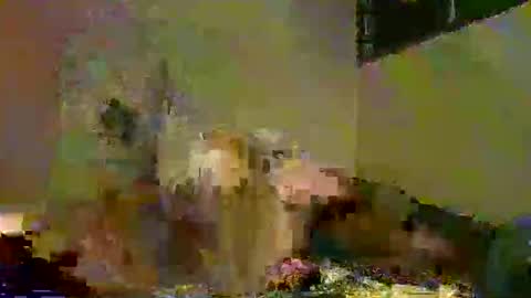 Snapshot of savagetongu3e chatting on 12-05-25, 08:05 savagetonguee online show from 12-05-25, 08:05