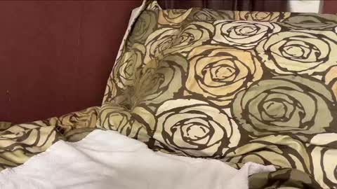 Snapshot of sebilone chatting on 12-29-24, 06:27 Hennriette and Sebastian online show from 12-29-24, 06:27