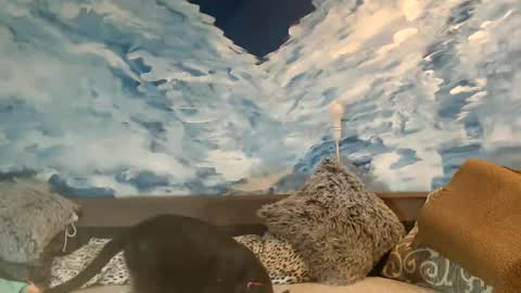 ENI pvt moan your name  WHEN I M NOT online you tell me in SNAPCHAT deal yes add me...  FREE TWITTER magiconline101...... online show from 02-22-25, 11:46