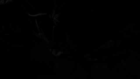 Snapshot of silverco68 chatting on 01-13-25, 10:58 notyourdaddy online show from 01-13-25, 10:58