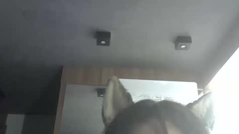 skinnykittencam online show from 02-09-26, 10:41