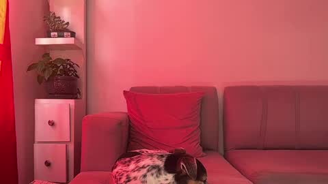 Snapshot of skinnylatin69 chatting on 01-15-25, 07:34 skinnylatin69 online show from 01-15-25, 07:34