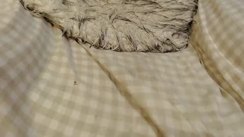 skinnytrans69 online show from 01-16-26, 12:09