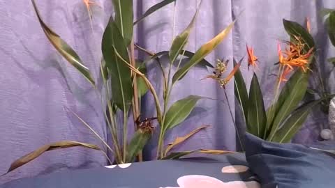 Snapshot of slcouple7 chatting on 12-16-24, 12:15 Slcouple online show from 12-16-24, 12:15