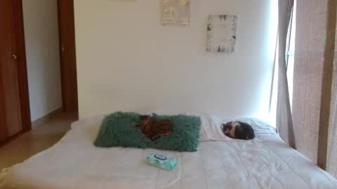 Snapshot of soysilvanna_ chatting on 02-28-26, 08:43 online show from 02-28-26, 08:43