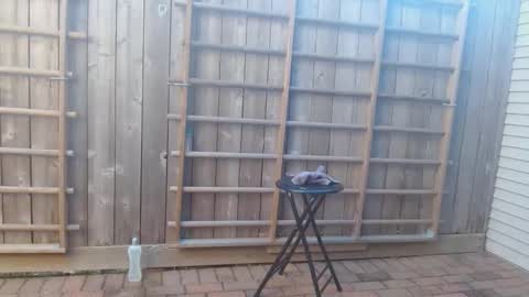 Snapshot of srtxshow chatting on 12-19-24, 10:21 srtxshow online show from 12-19-24, 10:21