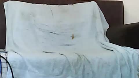 Snapshot of star0806666a chatting on 11-06-25, 10:05 star0806666a online show from 11-06-25, 10:05