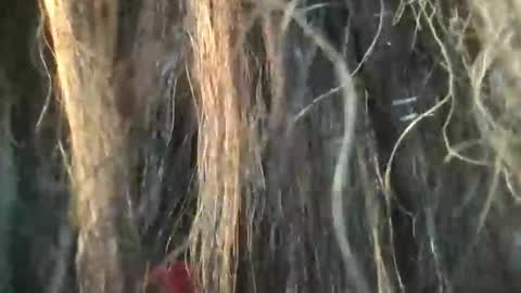 starjewelsxo12 online show from 03-06-26, 03:30