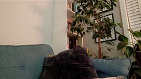 steedmont online show from 03-14-26, 09:31