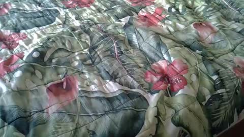 Rocco-load online show from 02-23-25, 03:40