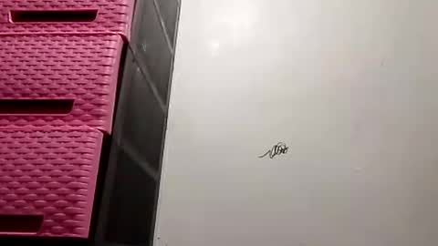 suzzie_hot online show from 11-16-25, 09:48