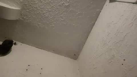 Snapshot of talenjames chatting on 03-11-25, 01:26 Talen James online show from 03-11-25, 01:26