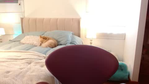   online show from 01-02-25, 08:35