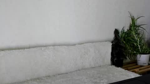 thief_of_hearts_ online show from 11-26-25, 09:54