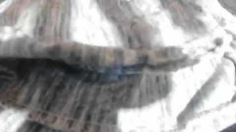 Snapshot of virgowithabig chatting on 03-23-26, 11:25 Virgowithabig online show from 03-23-26, 11:25