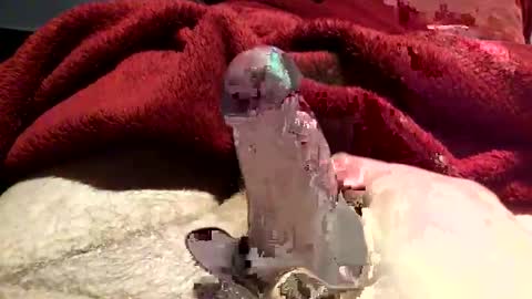 virtual_hand_player online show from 01-31-25, 06:36