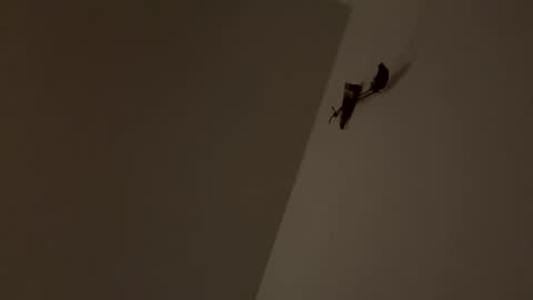 walter204 online show from 11-09-25, 08:18