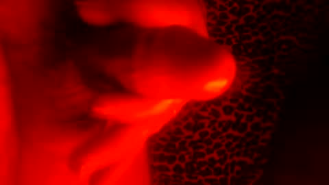 Snapshot of whor4mor chatting on 01-07-25, 01:03 whor4mor online show from 01-07-25, 01:03