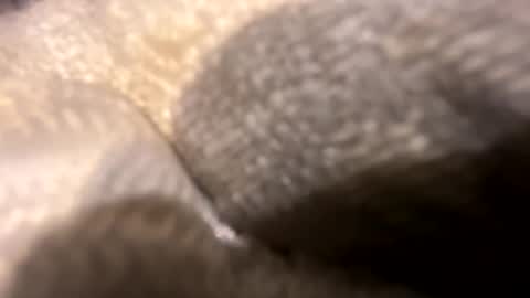 Snapshot of wiley0520 chatting on 10-27-25, 11:36 wiley0520 online show from 10-27-25, 11:36