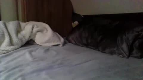 papa bear online show from 02-09-25, 03:56