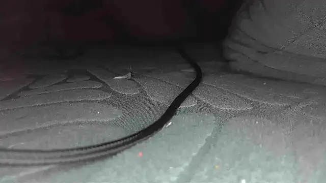 sclax38 online show from 01-01-25, 12:00