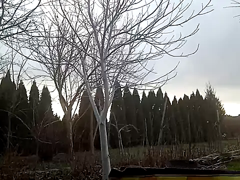 perversalus online show from 02-02-25, 01:08