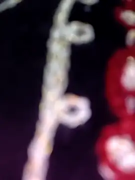 Snapshot of Anamika_24 chatting on 11-08-25, 04:34 Anamika 24 online show from 11-08-25, 04:34