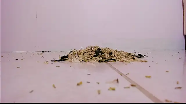 Snapshot of violeth_hill chatting on 02-27-25, 11:26 violeth hill online show from 02-27-25, 11:26