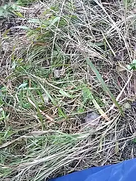 Nkumar173 online show from 11-10-25, 07:07