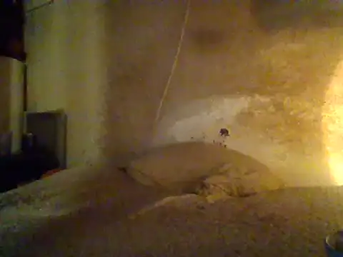 Nightshade7712 online show from 02-19-25, 07:06