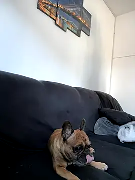 Bastilein1985 online show from 10-30-25, 09:11