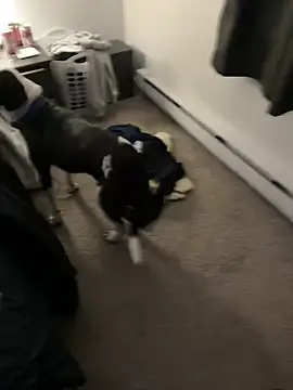 illbDanned online show from 12-27-24, 02:04