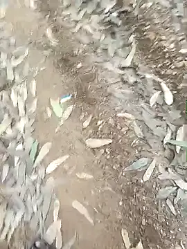 indiasexmf online show from 12-16-25, 09:58