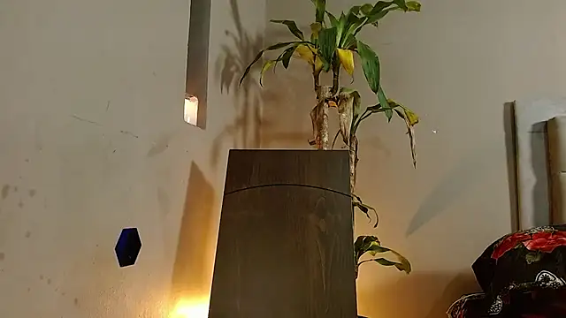 Mr WhiteCock online show from 12-26-24, 06:22