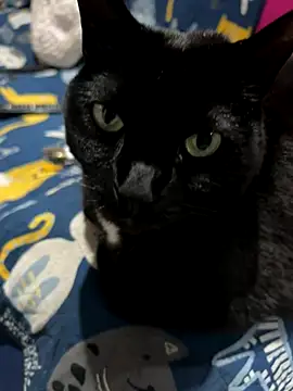 Snapshot of Shanonsex2 chatting on 09-16-25, 01:39 Shanonsex2 online show from 09-16-25, 01:39