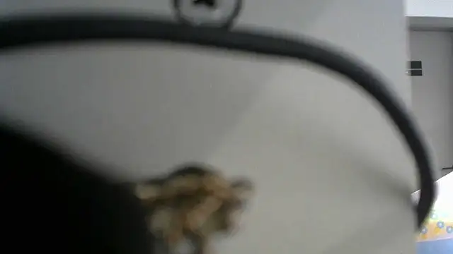 Snapshot of lovense_test04 chatting on 09-19-25, 02:46 lovense test04 online show from 09-19-25, 02:46