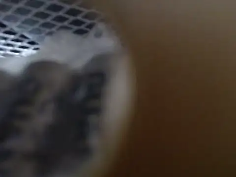 Snapshot of lovense_test04 chatting on 10-31-25, 09:21 lovense test04 online show from 10-31-25, 09:21