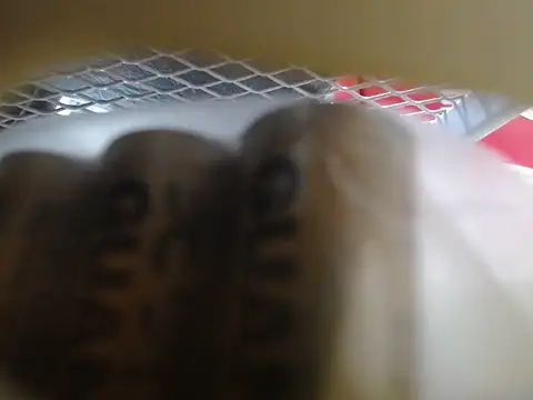 lovense test04 online show from 02-10-26, 06:06