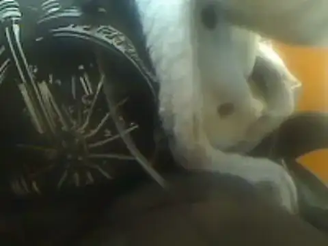 markluvskitty online show from 03-07-25, 09:06