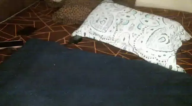 Snapshot of Sweetie_pussy chatting on 03-18-25, 01:09 Sweetie pussy online show from 03-18-25, 01:09