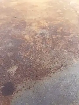 Black-mamba-madingo online show from 09-28-25, 04:01